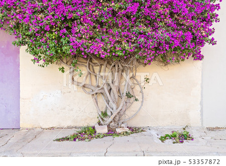 Closeup on a branchy tree paperflower trunk 53357872