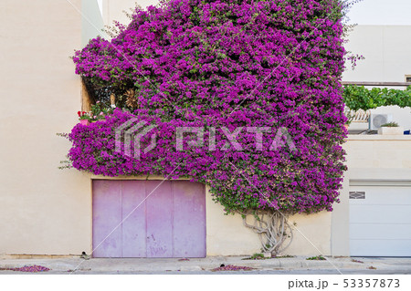A beautiful Paperflower bush covers the wall of a 53357873
