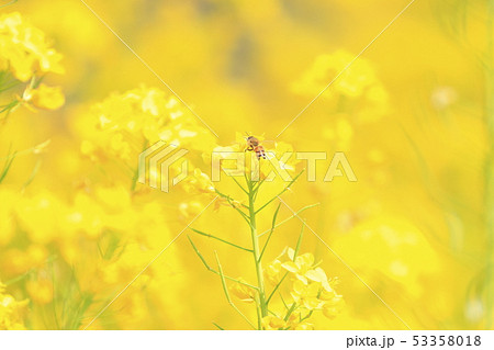 菜の花と蜜蜂 53358018