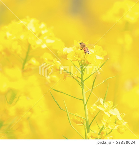 菜の花と蜜蜂 53358024