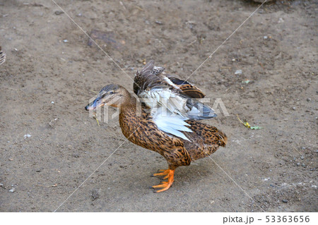 Ducks at the farm Ducks at the farm 53363656