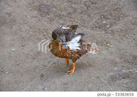 Ducks at the farm 53363658