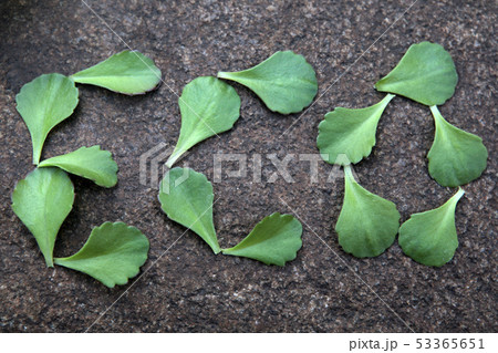 succulent plant leaf natural stone background nobo 53365651