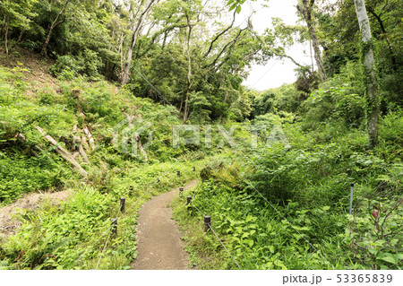 小網代の森（初夏） 53365839