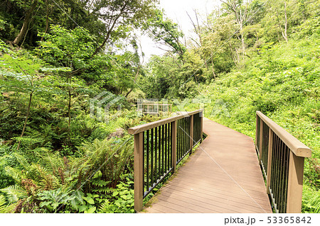 小網代の森(初夏) 小網代の森(初夏) 53365842