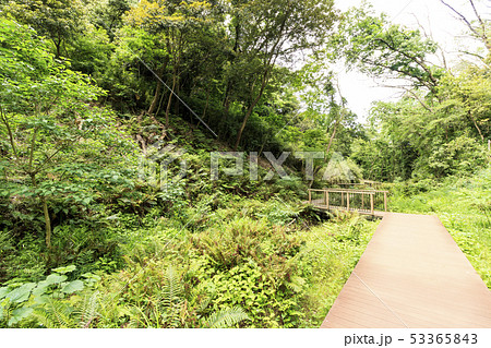 小網代の森(初夏) 小網代の森(初夏) 53365843