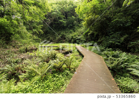 小網代の森（初夏） 53365860