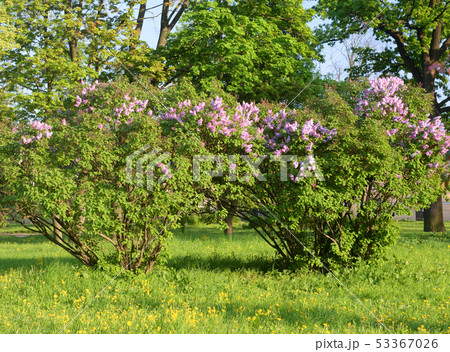 Blossoming bird cherry bush. 53367026