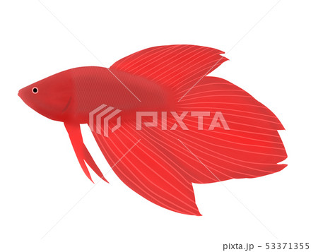 ベタ 53371355
