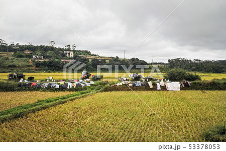 Washed clothes being dried on bushes - traditional method of drying laundry in Madagascar - rice 53378053