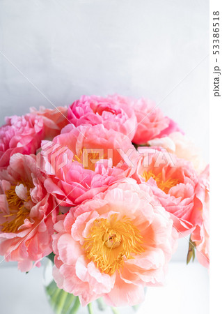 Coral peonies. Flowers in a vase on a white windowsill. Morning light in the room. Beautiful peony 53386518