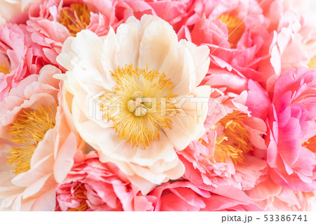 Floral carpet or Wallpaper. Background of coral peonies. Morning light in the room. Beautiful peony 53386741