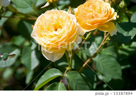 黄色のバラ 黄色のバラ 53387894