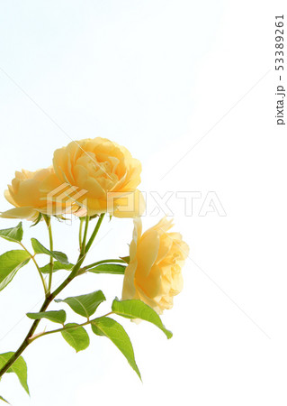 バラ グラハム・トーマス バラ グラハム・トーマス 53389261