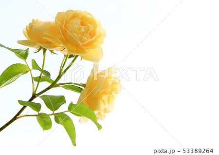 バラ グラハム・トーマス バラ グラハム・トーマス 53389264