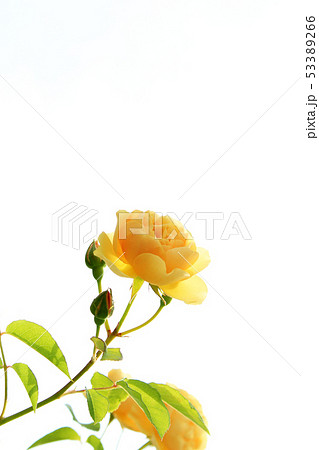 バラ　グラハム・トーマス	 53389266