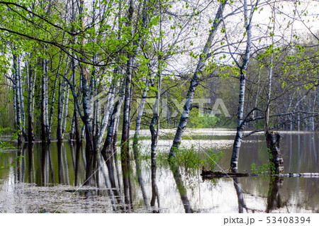 spring grove of trees flooded during high water 53408394
