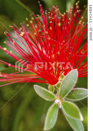 ボトルブラッシュ オーストラリアの花 ボトルブラッシュ オーストラリアの花 53414895