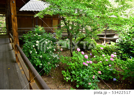 山梨　妙法寺のアジサイ 53422517
