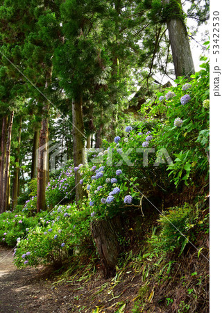 山梨　妙法寺のアジサイ 53422530