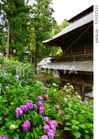 山梨　妙法寺のアジサイ 53422532