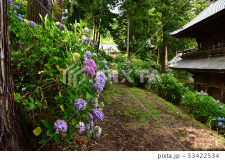 山梨　妙法寺のアジサイ 53422534