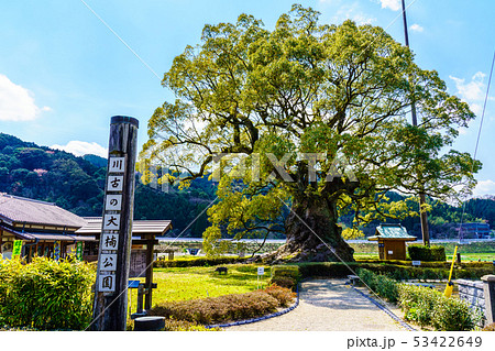 川古の大楠　【佐賀県武雄市】 53422649