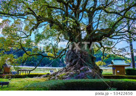 川古の大楠　【佐賀県武雄市】 53422650