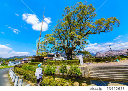 川古の大楠 【佐賀県武雄市】 川古の大楠 【佐賀県武雄市】 53422653