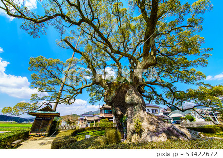 川古の大楠　【佐賀県武雄市】 53422672