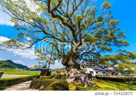 川古の大楠　【佐賀県武雄市】 53422675