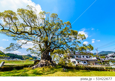 川古の大楠　【佐賀県武雄市】 53422677