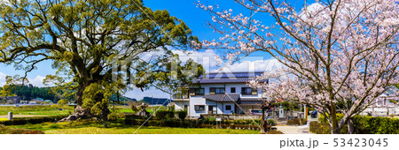 川古の大楠と桜 パノラマ 【佐賀県武雄市】 川古の大楠と桜 パノラマ 【佐賀県武雄市】 53423045
