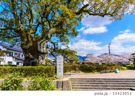 川古の大楠と桜 【佐賀県武雄市】 川古の大楠と桜 【佐賀県武雄市】 53423053