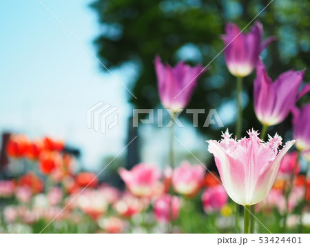 咲き誇る 53424401