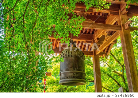 佐野 金蔵院 青モミジ 53426960