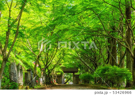佐野 金蔵院 青モミジ 佐野 金蔵院 青モミジ 53426966