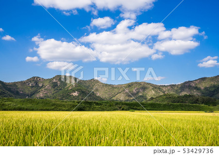 高砂市の田園風景 高砂市の田園風景 53429736