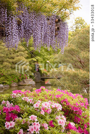 城南宮の藤2019春 城南宮の藤2019春 53433018