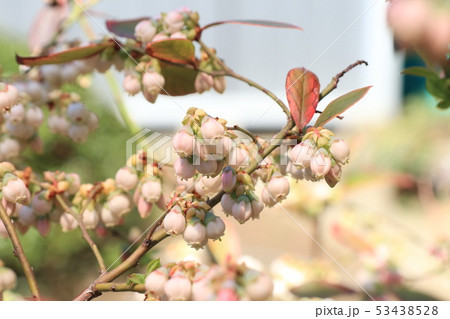 ブルーベリーの花 53438528