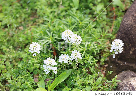 イベリスの花 53438949
