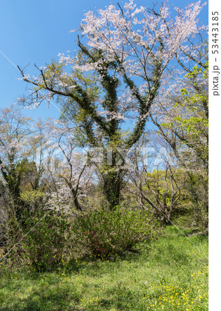 山城 月山富田城から見る風景 山城 月山富田城から見る風景 53443185