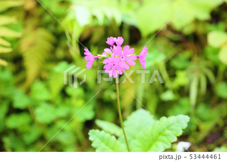 サクラソウの花 53444461