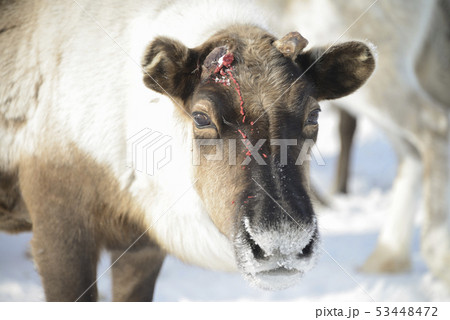 Reindeer in winter in frost 53448472