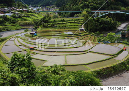あらぎ島の棚田 【日本の棚田百選 ・ 和歌山県有田川町 】 53450647
