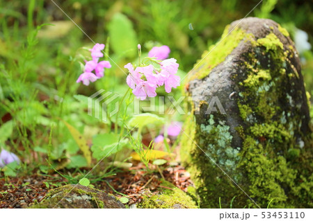 サクラソウの花 サクラソウの花 53453110