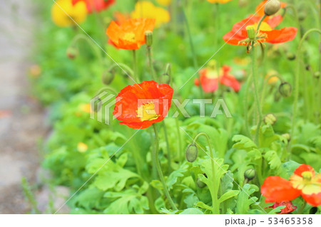 ポピーの花 ポピーの花 53465358