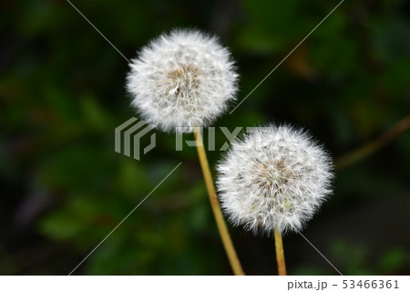 タンポポの綿毛の写真素材