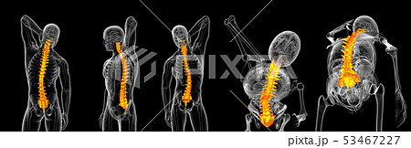 3d rendering medical illustration of the vertebral 3d rendering medical illustration of the vertebral 53467227