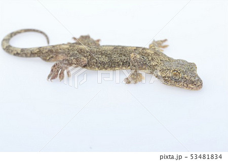ニホンヤモリ 白背景の写真素材 ニホンヤモリ 白背景の写真素材